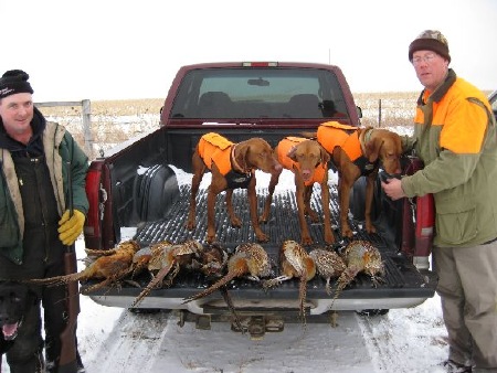 Zeeland ND, Vizsla hunting dogs with pheasants