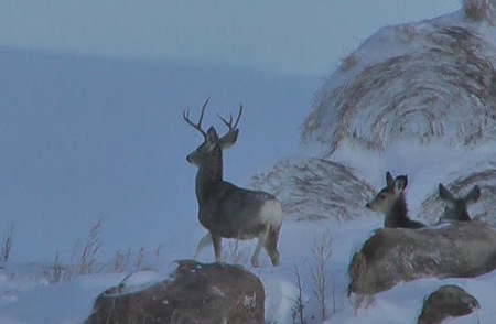Mule Deer in North Dakota